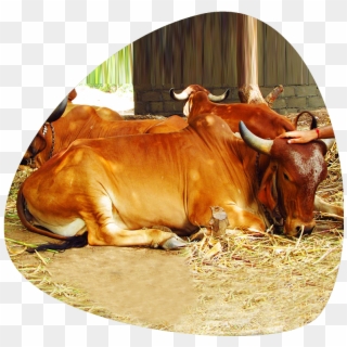 Indian Cows Are Low Cost Of Maintenance And Has High - Zebu Clipart
