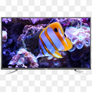 40" Basic Digital Led Tv - Saltwater Fish Clipart