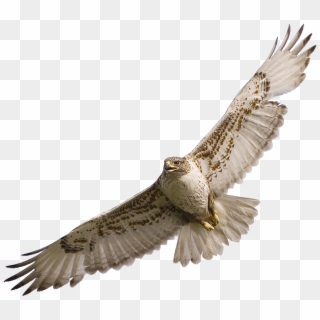 Falcon Png Clipart