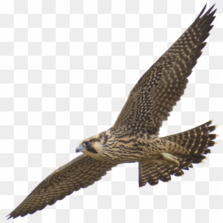 Free Png Falcon Png Images Transparent - Falcon Without A Background Clipart