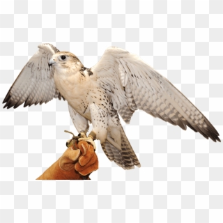 Falcon Transparent Background Png - Falcon Pet Dubai Clipart
