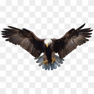 Falcon Png Photo - Eagle Png Transparent Background Clipart