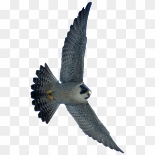 Free Png Download Falcon Png Images Background Png - Peregrine Falcon Diving Png Clipart