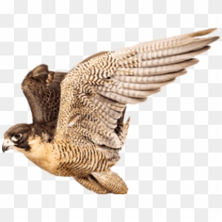 Free Png Download Falcon Png Images Background Png - Хищная Птица На Прозрачном Фоне Clipart