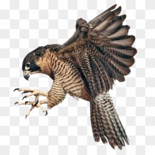 Falcon Png Image Background - Peregrine Falcon Claw Talon Clipart