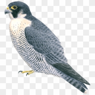 Free Png Falcon Png Images Transparent - Peregrine Falcon Clear Background Clipart