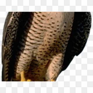 American Peregrine Falcon Clipart