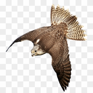 Download Free Falcon Birds Png Transparent Images Transparent Clipart
