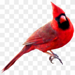 Image Red Carainal Bird - Cardinal Bird Meaning Clipart