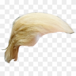 Trump Hair - Donald Trump Hair Transparent Clipart
