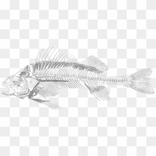 Dead Fish Png - Transparent Fish Skeleton Png Clipart