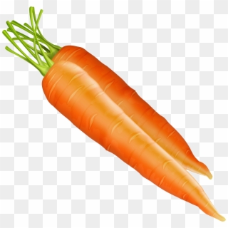 Carrots Png Clipart - Carrots Clipart Png Transparent Png