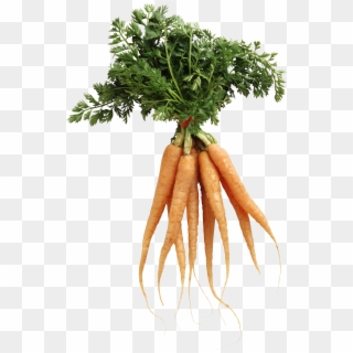 Carrot Png Image - Bunch Of Carrots Transparent Clipart