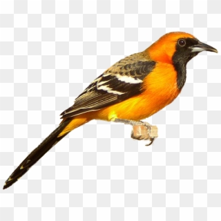 Oriole Clipart - Png Download