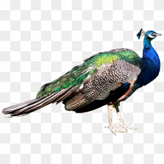 Download Png Image Report - Transparent Peacock Images Png Clipart