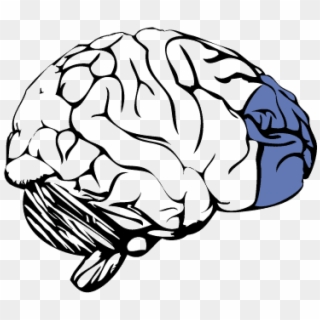 Prefrontal Cortex Of The Brain - Frontal Lobe No Background Clipart