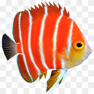 Angelfish Png Clipart