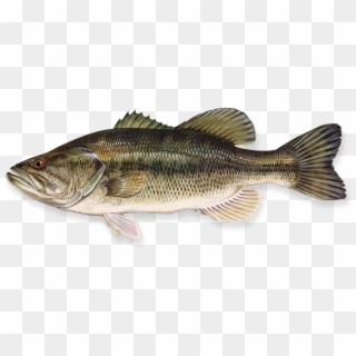 Fish Png - Largemouth Bass Clipart