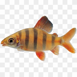 Download - Png Machli Clipart