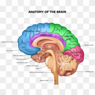 Brain Png Pic - Brain Thalamus Clipart