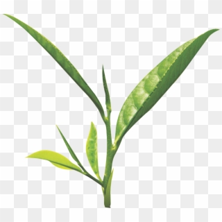 Tea Leaf Png - Green Tea Leaf Png Clipart