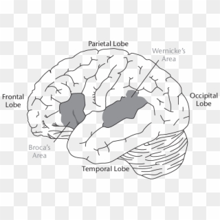 1 Language Areas Of The Human Brain - Line Art Clipart