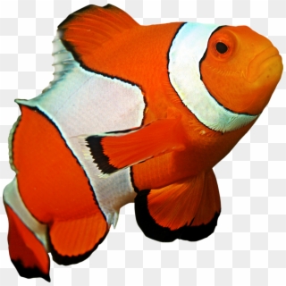 Clown Fish Png - Clownfish Png Clipart