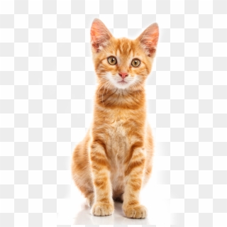 Cute Baby Cat Png - Orange Cat Transparent Background Clipart