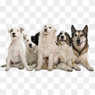 1024 X 583 9 - Pack Of Dogs Png Clipart