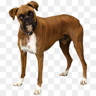 Brown Bulldog Png Clipart - Bull Dog Png Transparent Png