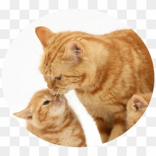 Kitten Ginger Cats Clipart