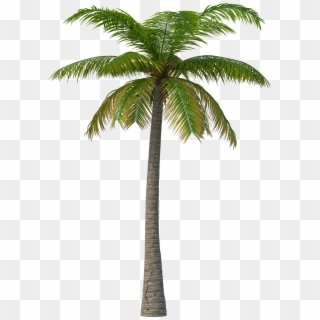 Palm Tree - Transparent Palm Tree Png Clipart