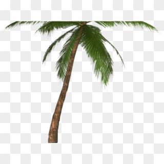 Palm Tree Png Transparent Images - Palm Tree Drawing Transparent Clipart