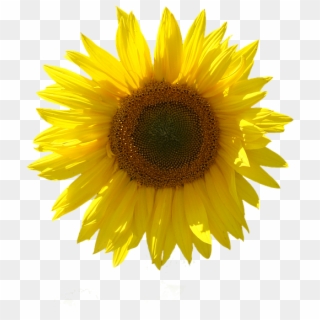 Sunflower, Isolated, Transparent Background, Close - Girasol Con Fondo Transparente Clipart
