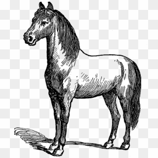 Digital Horse Illustration - Mustang Horse Clipart