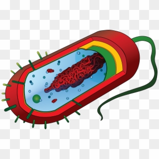 Pathogen Causative Agent Germ - Bacteria Cell Without Labels Clipart