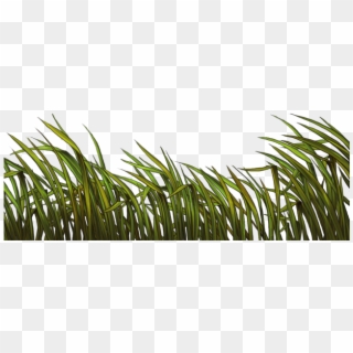 Reeds Png Clipart
