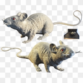 Rat, Murids, Mouse, Muridae, Wildlife Png Image With - Rat Clipart