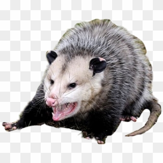 Common Opossum Clipart