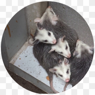 Wildlife Control - Common Opossum Clipart
