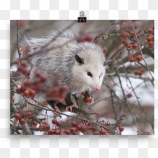 Snowpossum ☆ Poster - Possum Clipart