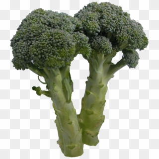 Broccoli Clipart