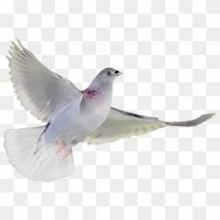 Holy Spirit Dove Drawing At Getdrawings - White Breasted Nuthatch Clipart