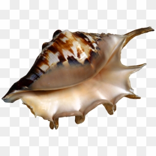 Conch Png - Beach Clipart Transparent Png