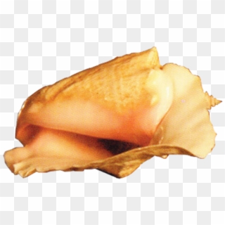 Conch - Curry Puff Clipart