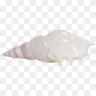 Seashell, Shankha, Conch Png Image With Transparent - Shell Clipart