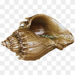Home - Conch Clipart