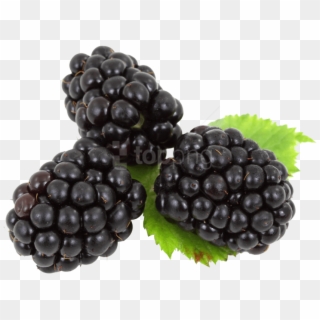 Blackberry With Leaves Png - Blackberries Png Clipart