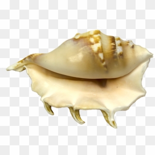 Conch Clipart