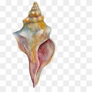 Conch Free Png Image - Horse Conch Clipart